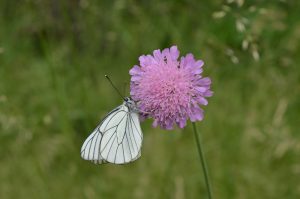 Butterfly resting on a leaf representing transformation and growth through trauma recovery.
