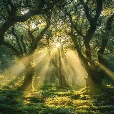 sunlight shining through trees
